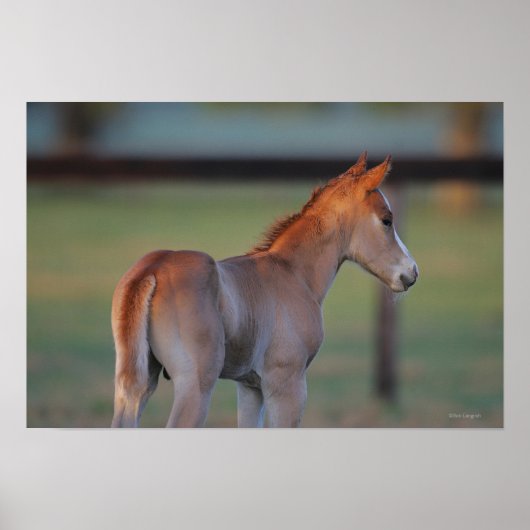 Quarter Horse Foal Poster (Voorkant)
