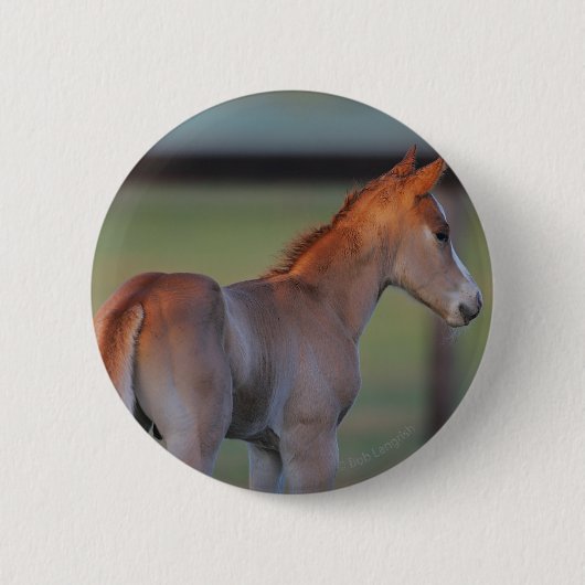 Quarter Horse Foal Ronde Button 5,7 Cm (Voorkant)