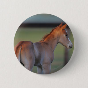 Quarter Horse Foal Ronde Button 5,7 Cm