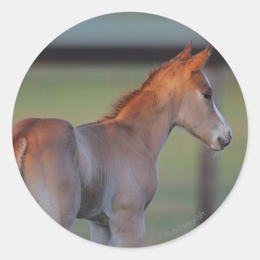 Quarter Horse Foal Ronde Sticker (Voorkant)