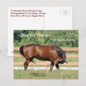 Quarter Horse Fort Myers Florida Briefkaart (Voorkant / Achterkant)