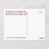 Quarter Horse Fort Myers Florida Briefkaart (Achterkant)