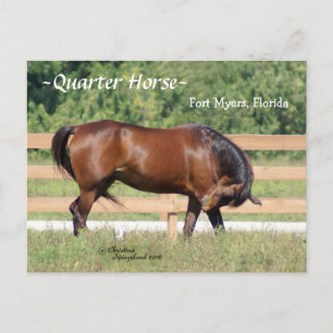 Quarter Horse Fort Myers Florida Briefkaart