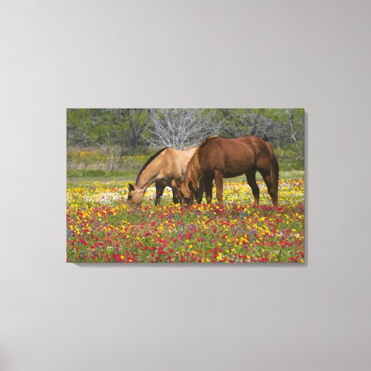 Quarter Horse in het veld van wilde bloemen nabij Canvas Afdruk (Voorkant)