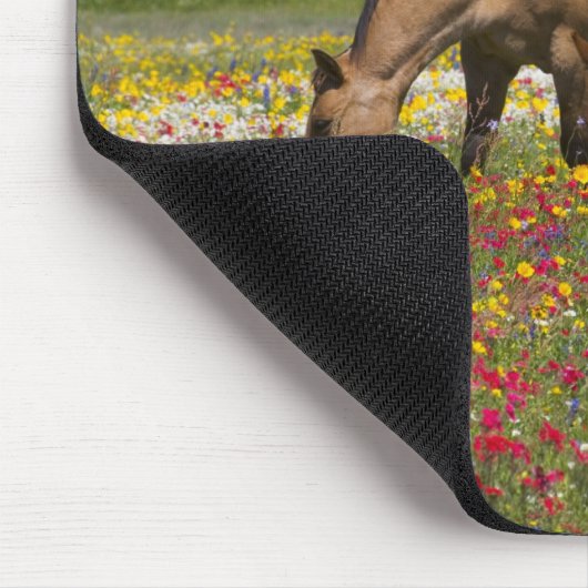 Quarter Horse in het veld van wilde bloemen nabij  Muismat (Hoek)