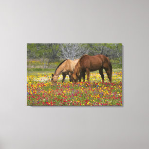 Quarter Horse in veld met wilde bloemen bij Cuero Canvas Afdruk