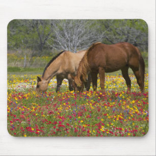 Quarter Horse in veld met wilde bloemen bij Cuero Muismat