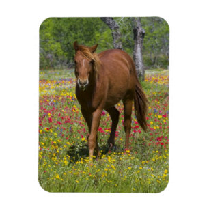Quarter Horse in veld met wilde bloemen Magneet
