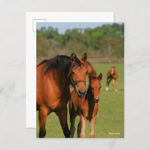 Quarter Horse Mare and Foal Standing Briefkaart