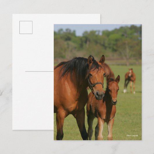 Quarter Horse Mare and Foal Standing Briefkaart (Voorkant / Achterkant)