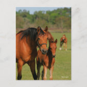 Quarter Horse Mare and Foal Standing Briefkaart (Voorkant)