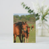 Quarter Horse Mare and Foal Standing Briefkaart (Staand voorkant)