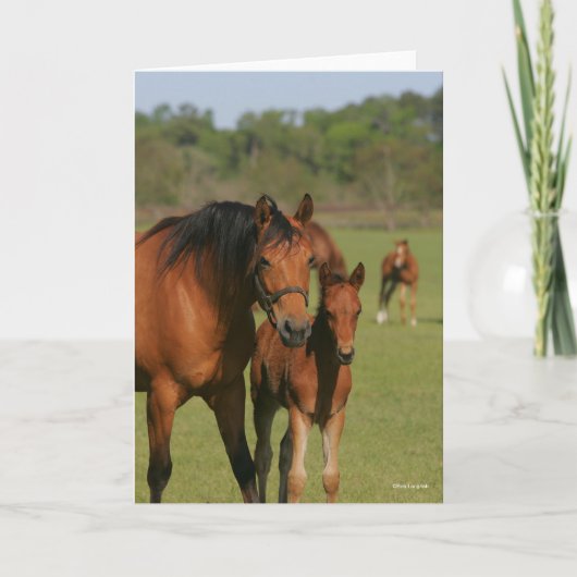 Quarter Horse Mare and Foal Standing Kaart (Voorkant)