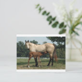 Quarter Horse Mare & Foal Briefkaart (Staand voorkant)