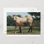 Quarter Horse Mare & Foal Briefkaart (Voorkant / Achterkant)