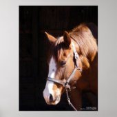 Quarter Horse Mare Large Print (Voorkant)