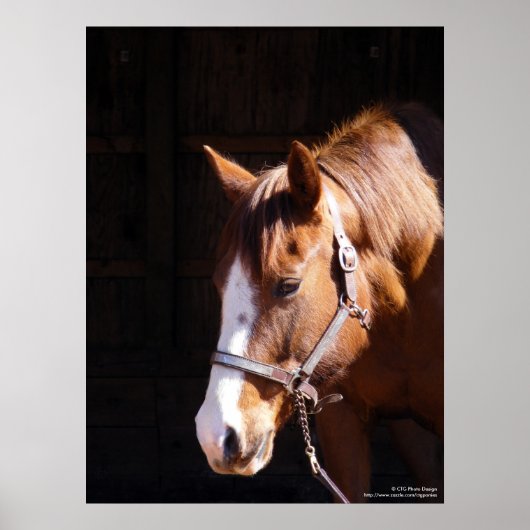 Quarter Horse Mare Large Print (Voorkant)