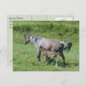 Quarter Horse Mare met schuim aan zij Briefkaart (Voorkant / Achterkant)