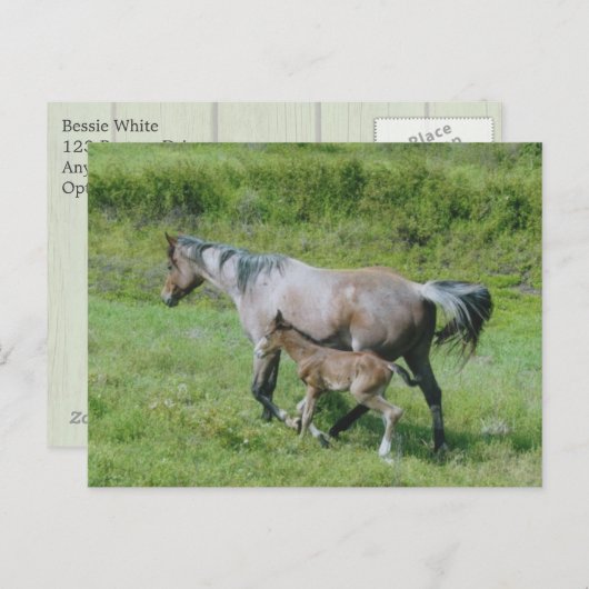 Quarter Horse Mare met schuim aan zij Briefkaart (Voorkant / Achterkant)