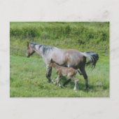 Quarter Horse Mare met schuim aan zij Briefkaart (Voorkant)