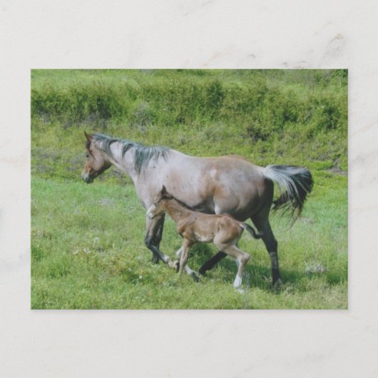 Quarter Horse Mare met schuim aan zij Briefkaart (Voorkant)