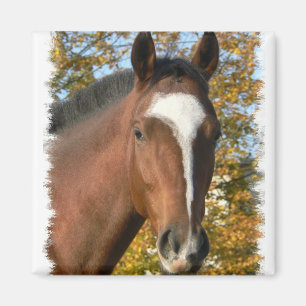 Quarter Horse Square Pin Magneet