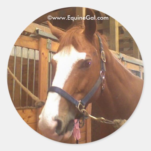 Quarter Horse Sticker (Voorkant)