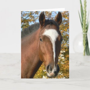 Quarter Horse Wenskaart Kaart