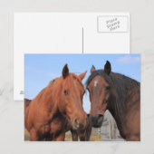 Quarter Horses Briefkaart (Voorkant / Achterkant)