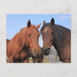 Quarter Horses Briefkaart