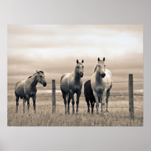 Quarter Horses In Canadese Prairie Poster