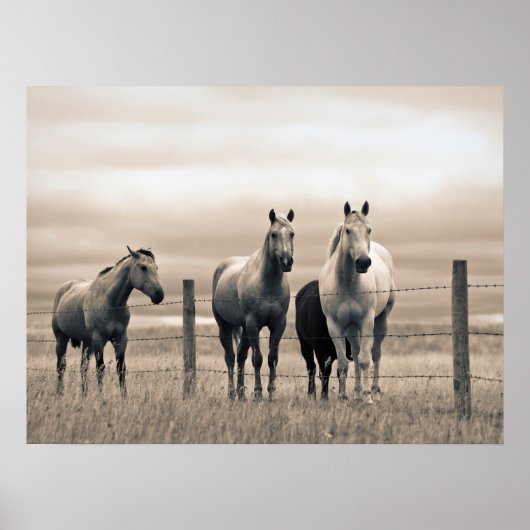 Quarter Horses In Canadese Prairie Poster (Voorkant)
