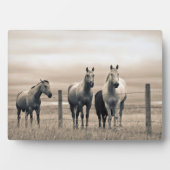 Quarter Horses Op Canadese Prairie Fotoplaat (voorkant)