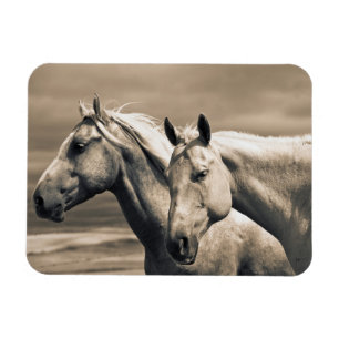 Quarter Horses Op Canadese Prairie Magneet
