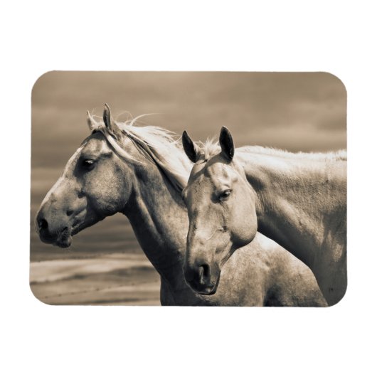 Quarter Horses Op Canadese Prairie Magneet (Horizontaal)