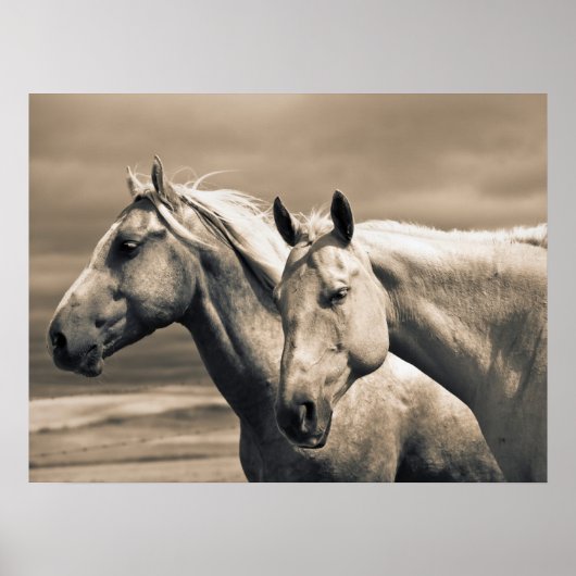 Quarter Horses Op Canadese Prairie Poster (Voorkant)
