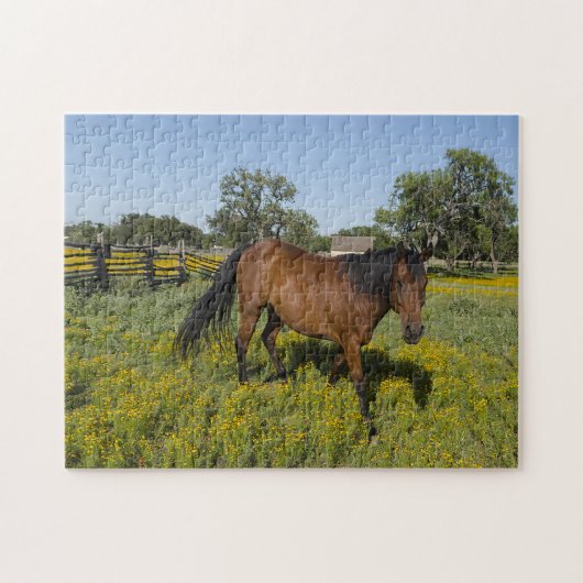 Quarter Horses Texas. Legpuzzel (Horizontaal)