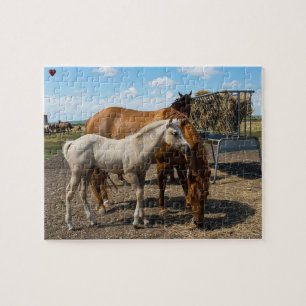 Quarter Horses Texas Legpuzzel
