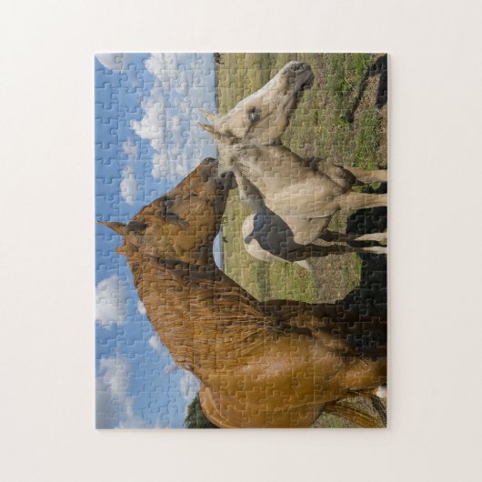 Quarter Horses Texas. Legpuzzel (Verticaal)