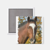 Quarter Paard Vierkante Pin Magneet (Voorkant / Achterkant)