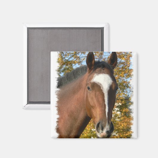 Quarter Paard Vierkante Pin Magneet (Voorkant / Achterkant)