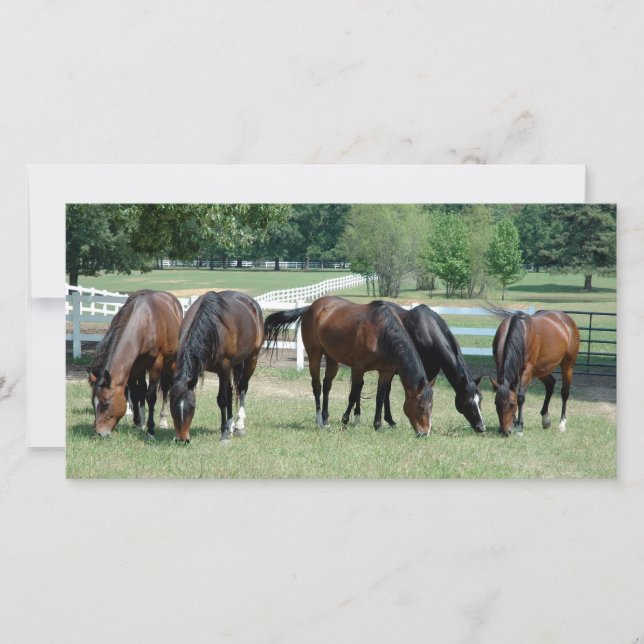 Quarter-paarden grazen (Voorkant)