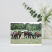Quarter-paarden grazen briefkaart (Staand voorkant)