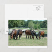 Quarter-paarden grazen briefkaart (Voorkant / Achterkant)