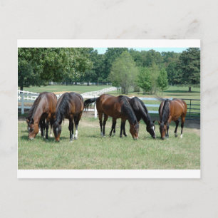 Quarter-paarden grazen briefkaart