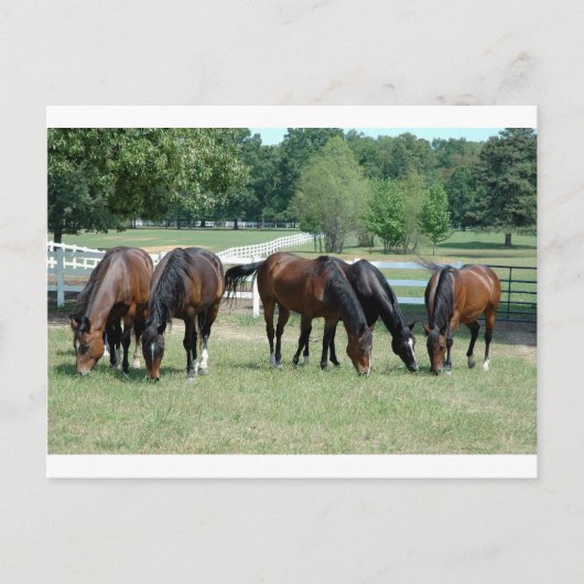 Quarter-paarden grazen briefkaart (Voorkant)
