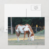 Quarterhorse 2 briefkaart (Voorkant / Achterkant)