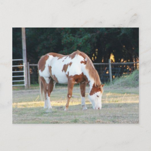 Quarterhorse 2 briefkaart (Voorkant)