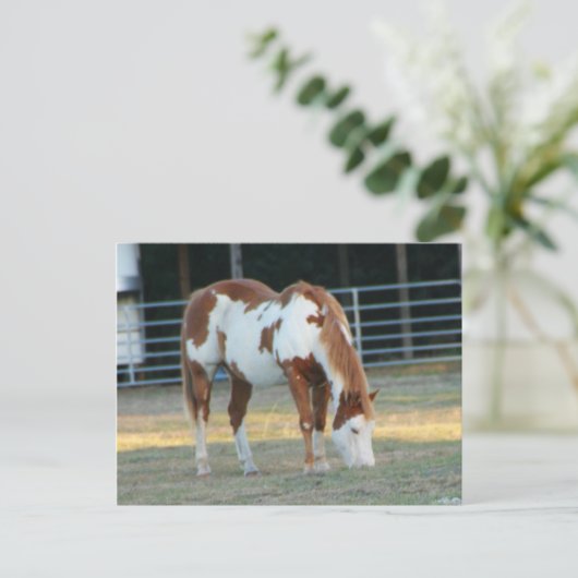 Quarterhorse 3 briefkaart (Staand voorkant)