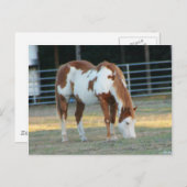 Quarterhorse 3 briefkaart (Voorkant / Achterkant)